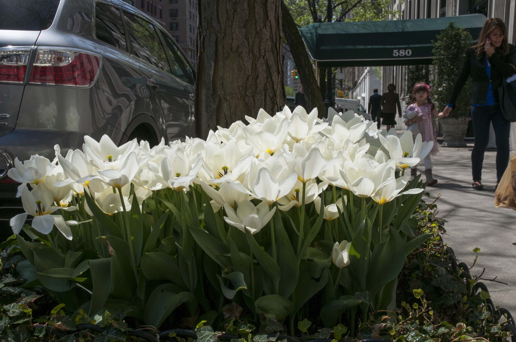 Best White tulips