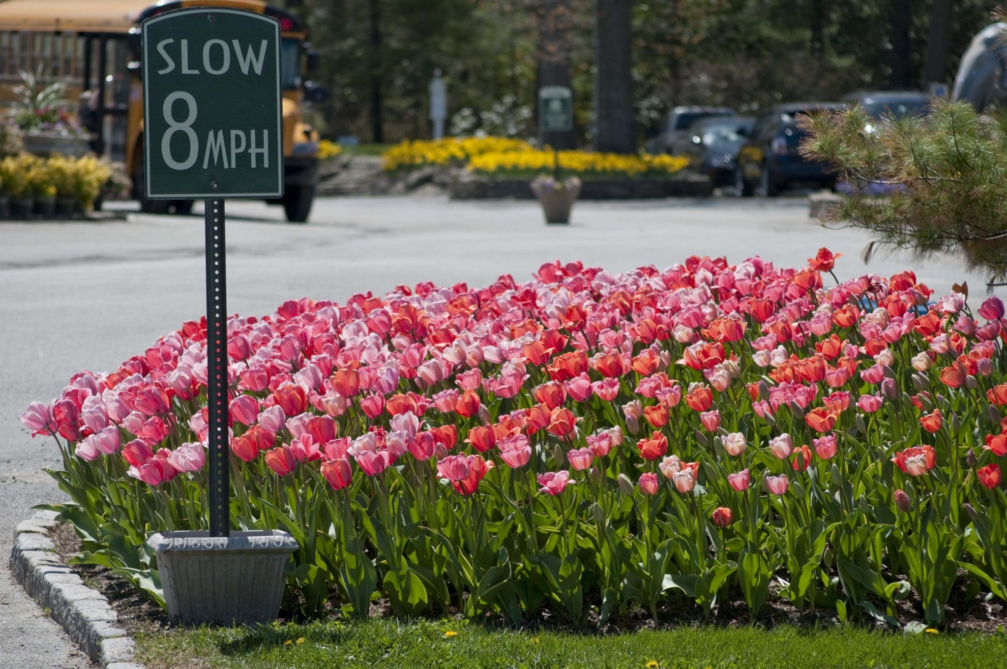 Gentle Giants tulip blend