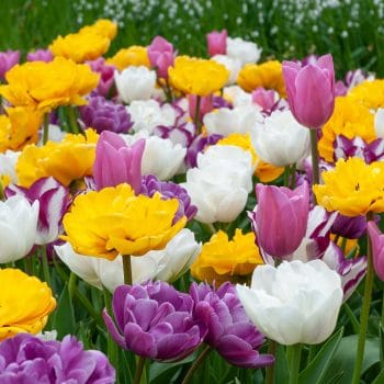 Bouquet Beaucoup Tulip Bulbs Colorblends