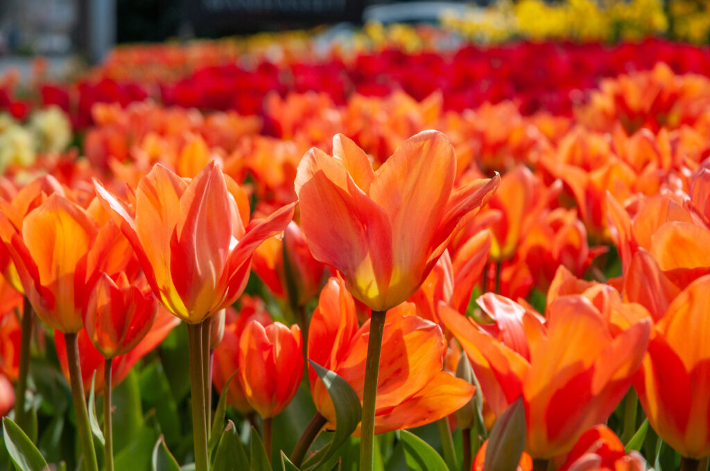 Orange vase-shaped Fosteriana tulips, Orange Emperor Tulips from Colorblends.