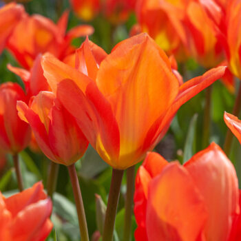 Orange vase-shaped Fosteriana tulips, Orange Emperor Tulips from Colorblends.