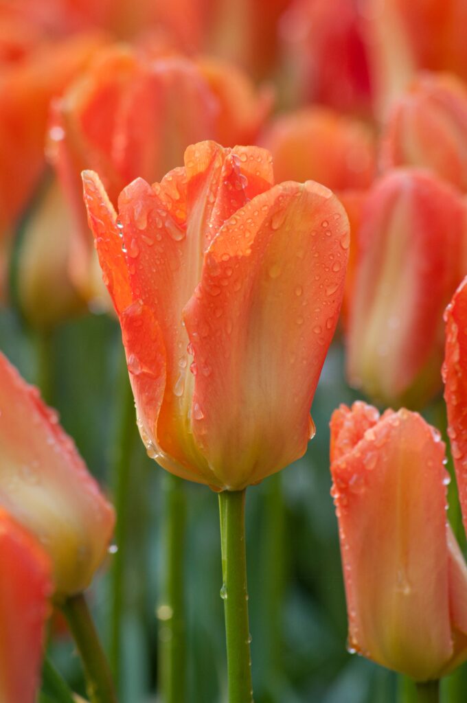 Orange vase-shaped Fosteriana tulips, Orange Emperor Tulips from Colorblends.