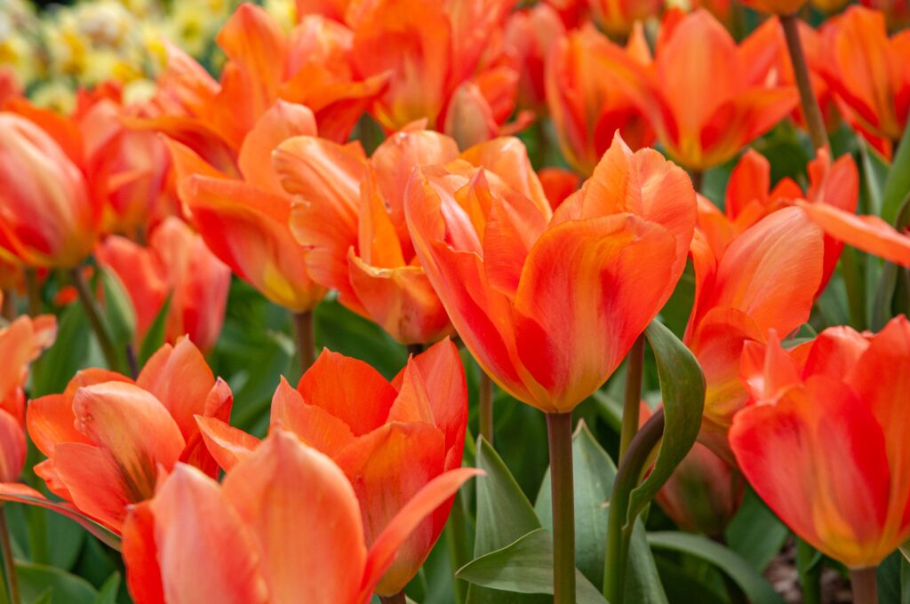 Orange vase-shaped Fosteriana tulips, Orange Emperor Tulips from Colorblends.