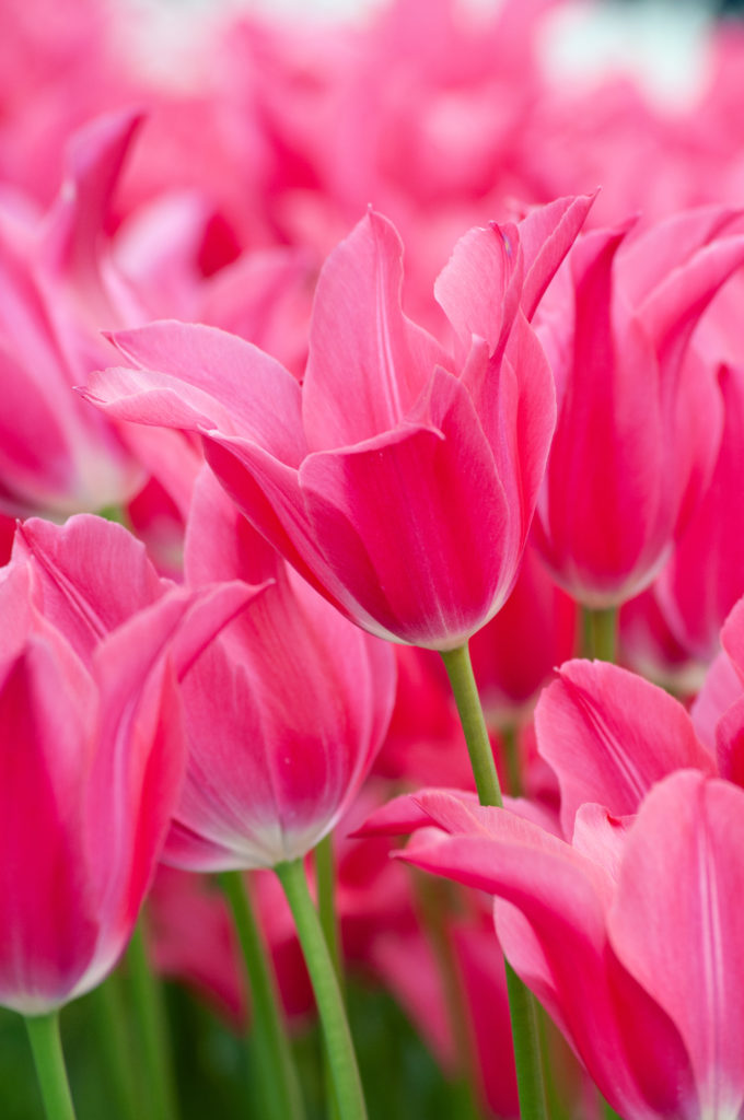 Mariette Tulip Bulbs, Always Wholesale Pricing