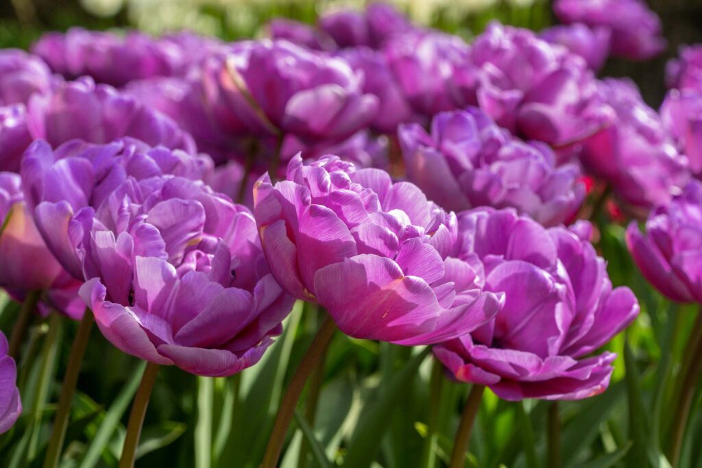 Blue Diamond tulips planted in a grouping.