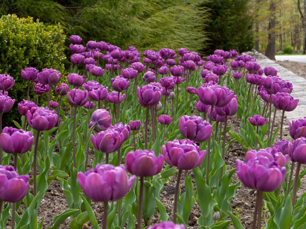 Blue Diamond tulips planted in a landscape. Trees and shrubs are in the background.