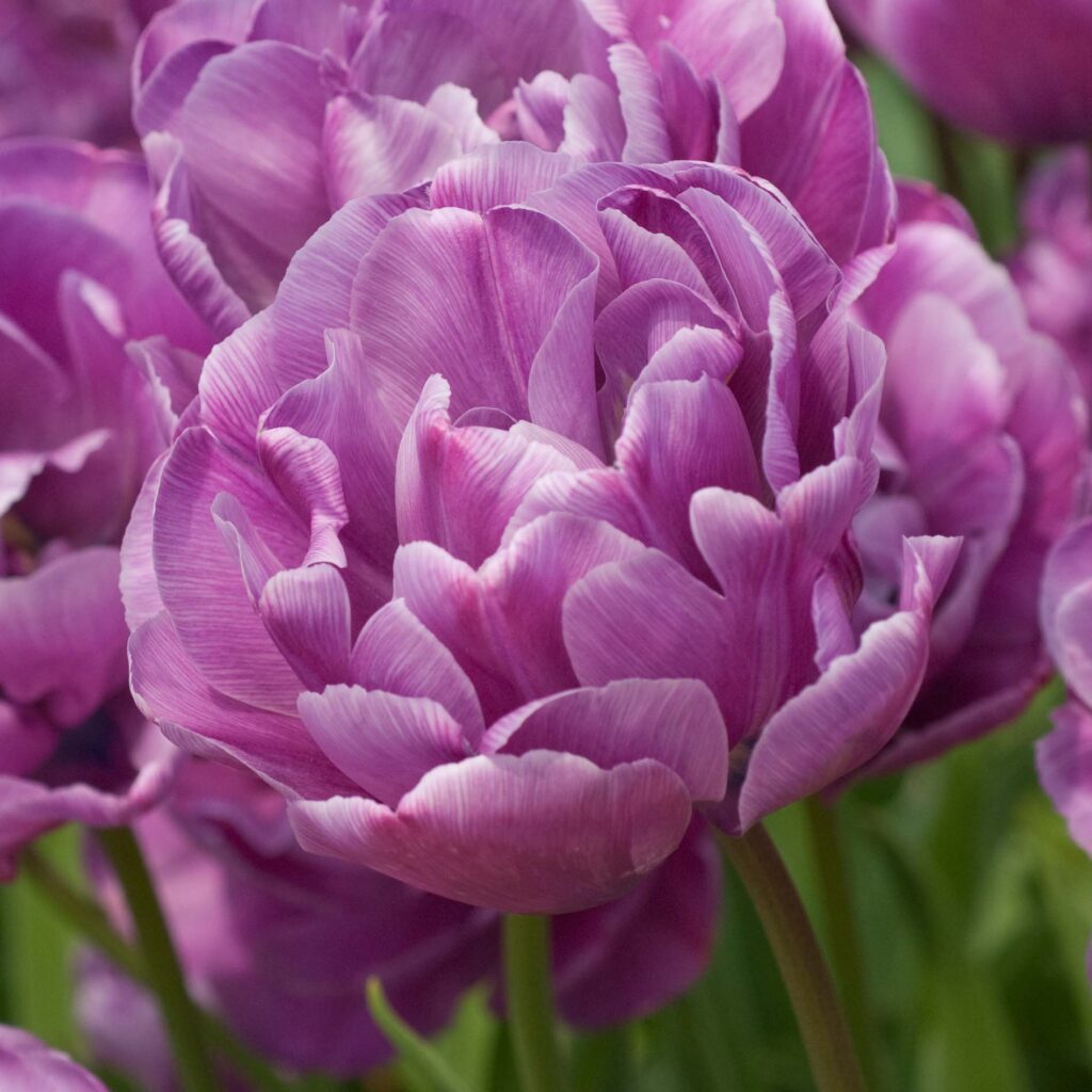 Blue Diamond tulip flower in close-up.