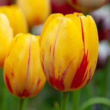 La Courtine Tulip Bulbs Colorblends