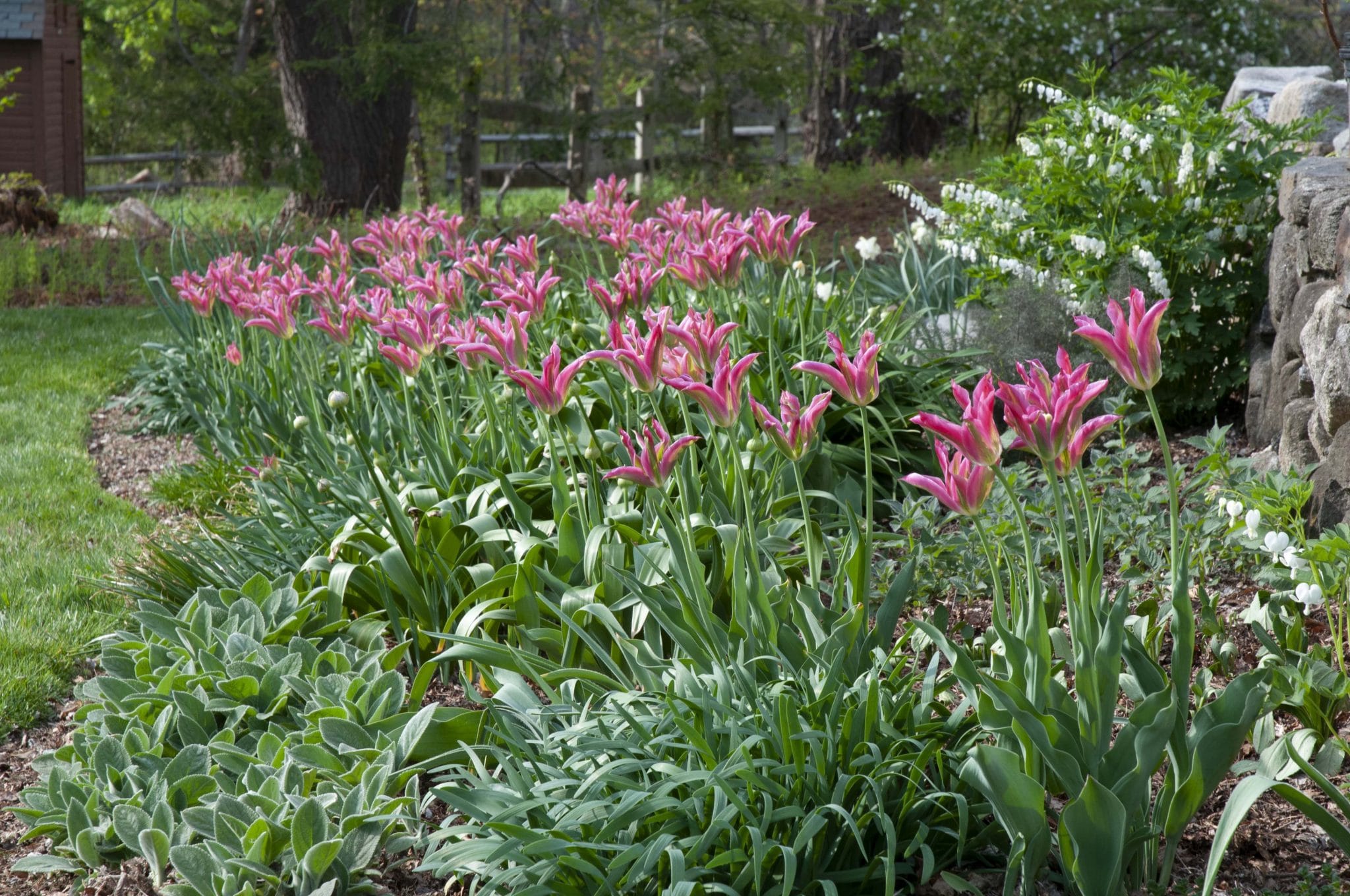 Virichic tulips