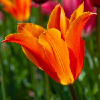 Ballerina Tulip in close-up.