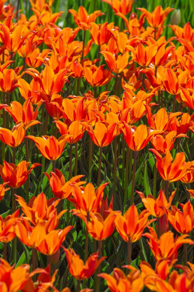 Ballerina tulips planted en masse.