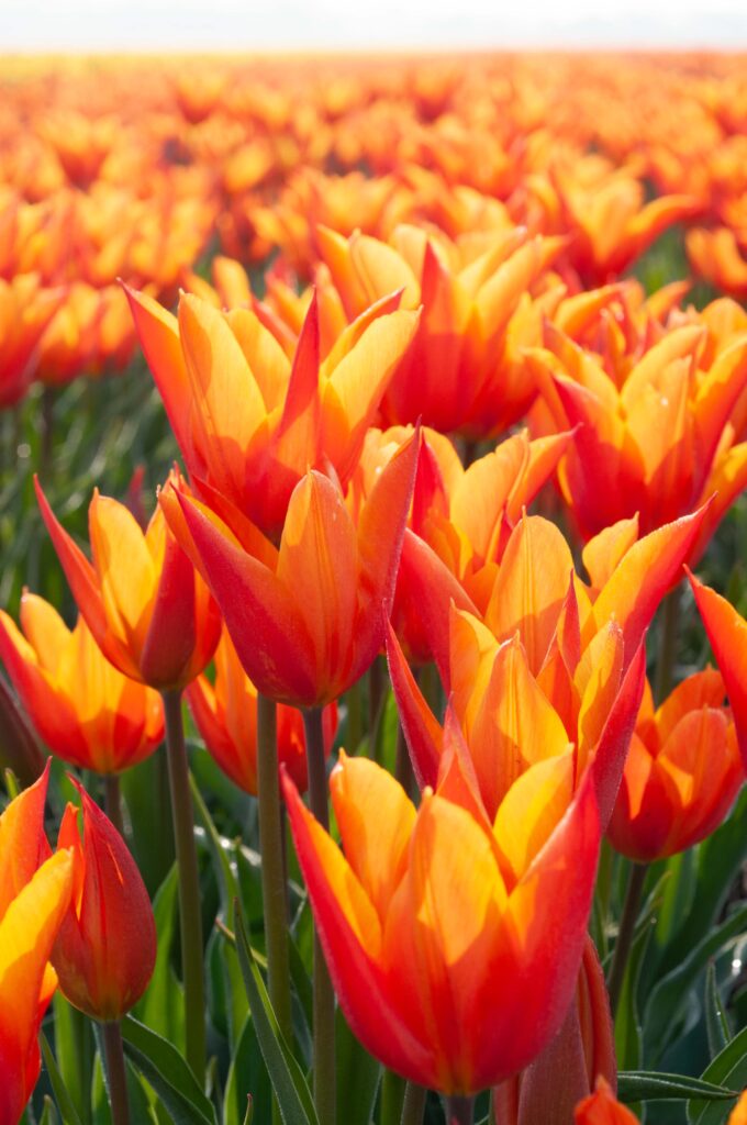 Field of Ballerina tulips.