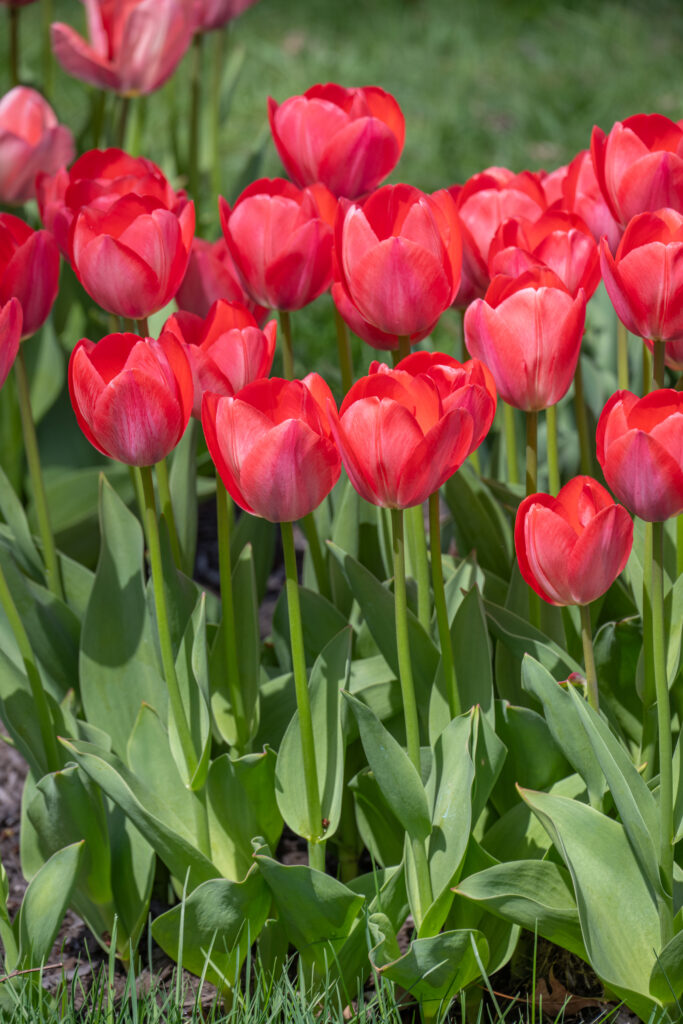 Van Eijk Tulips in bright sunlight