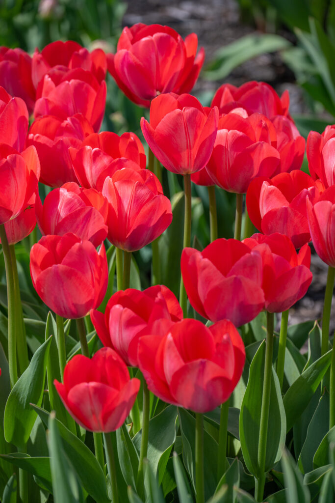 Van Eijk Tulips in soft sunlight