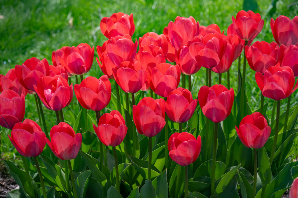 Van Eijk Tulips