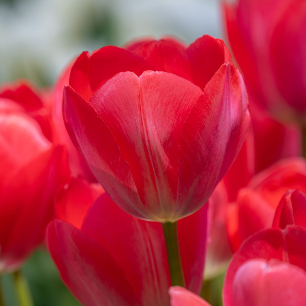 Van Eijk Tulips cropped in a square
