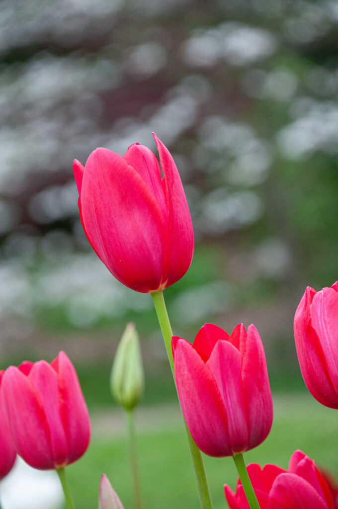 Yosemite Tulips with white flowers in the distant background
