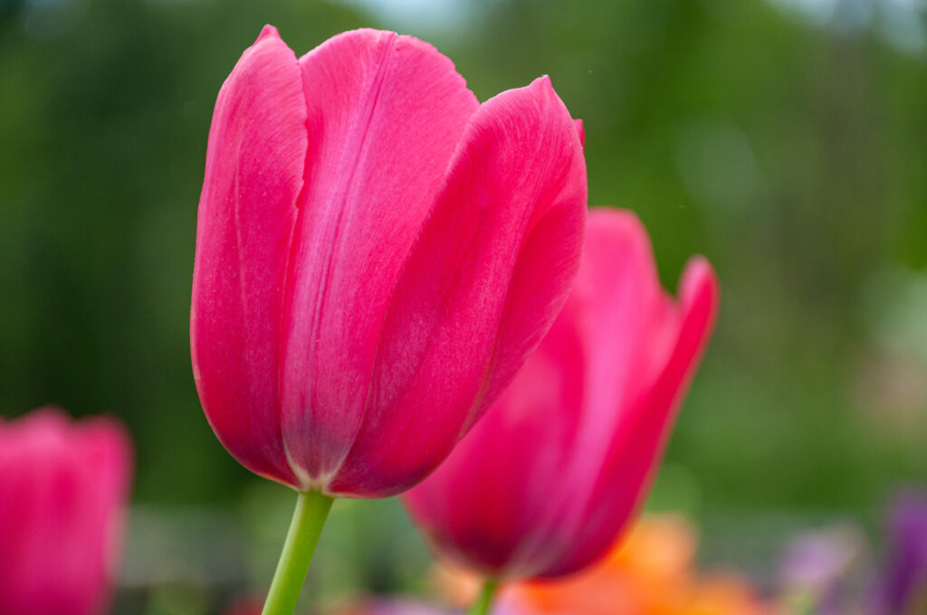 Yosemite Tulips in soft sunlight
