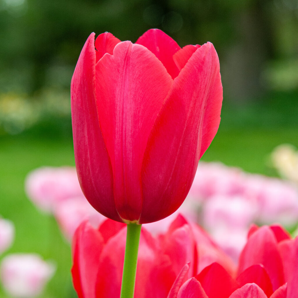 Yosemite Tulips cropped in a square