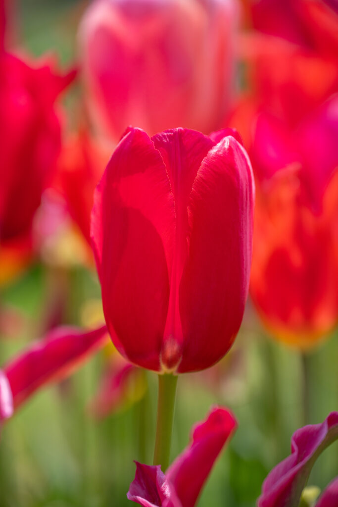 Yosemite Tulips in bright sunlight