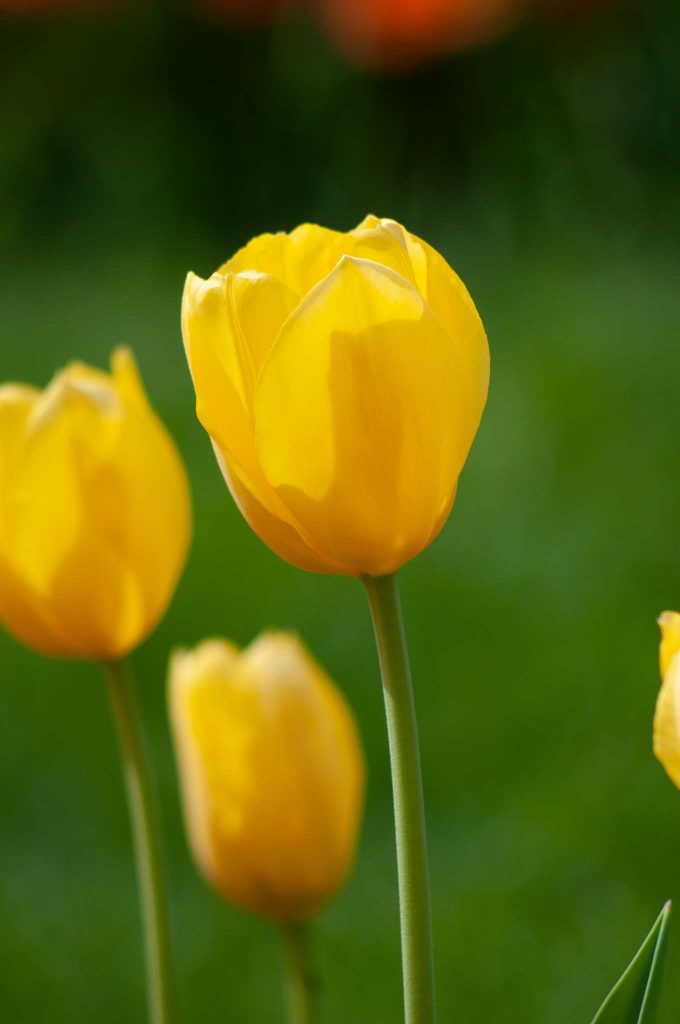 Hella Lights tulip with petals slightly open.