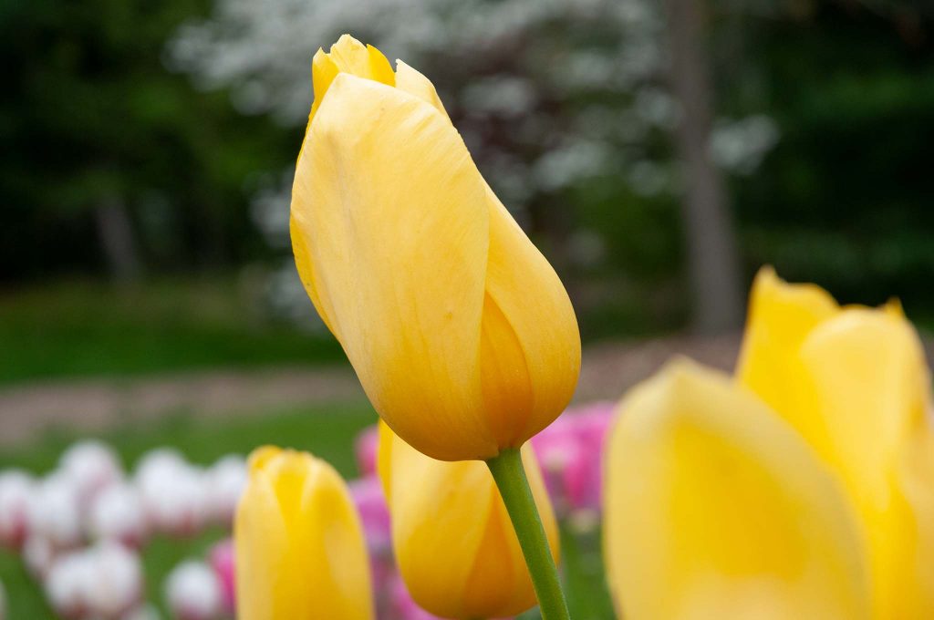 Hella Lights tulip with petals closed tightly.