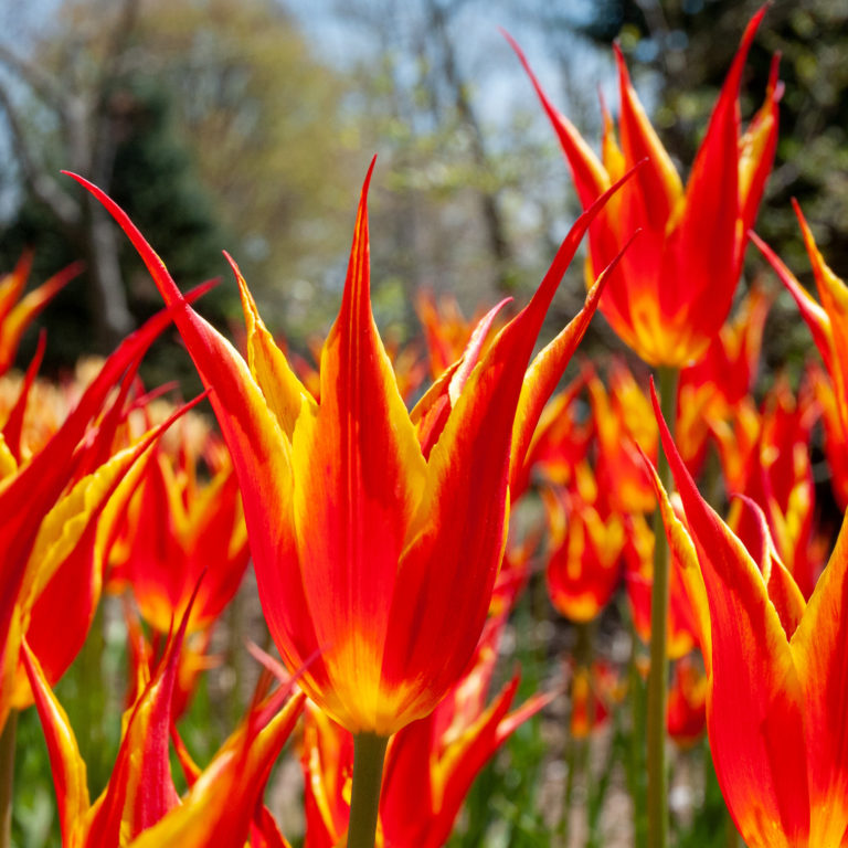 Single Tulip Bulbs Colorblends® Flower Bulbs Wholesale Pricing