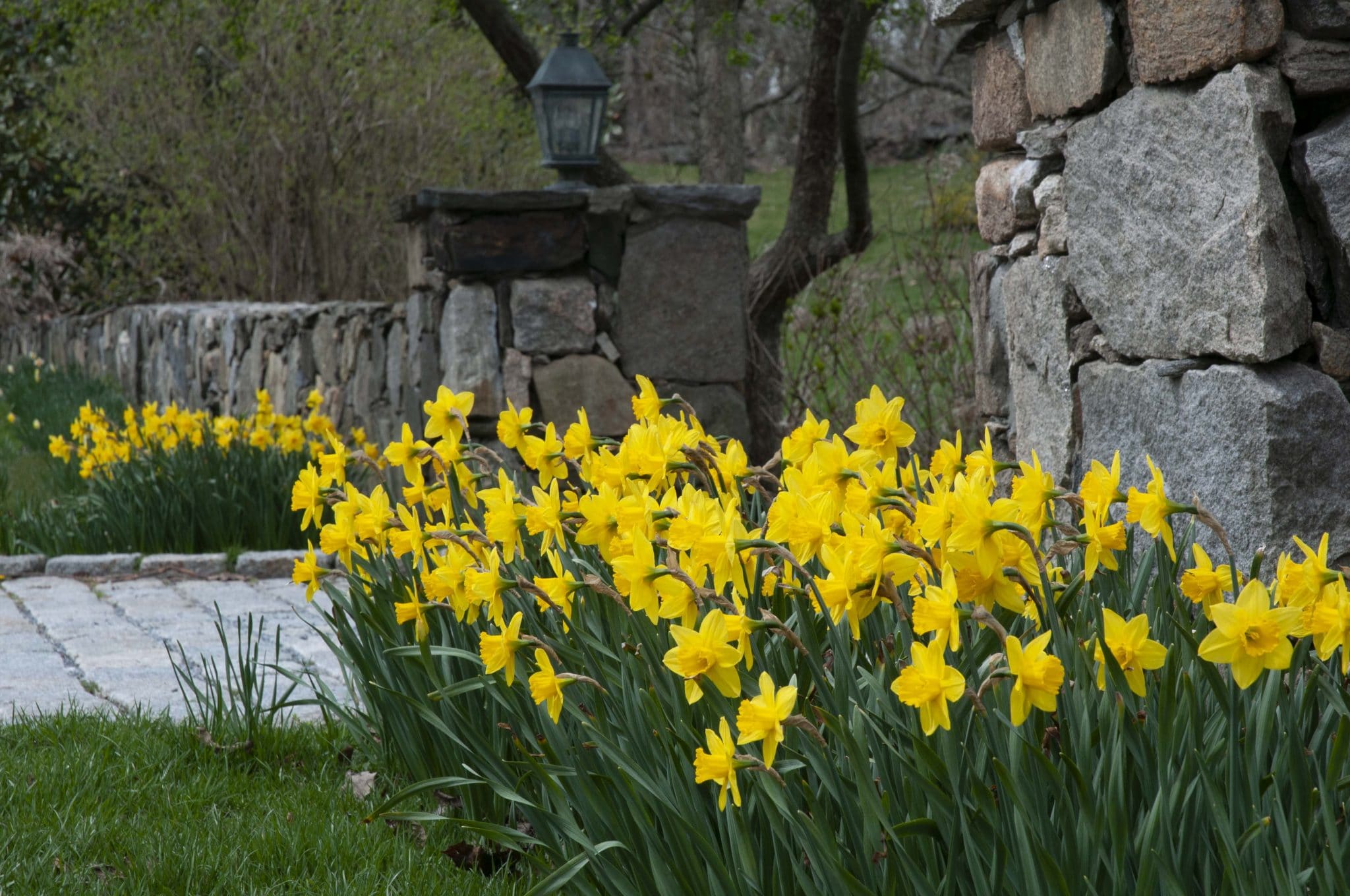 Yellow daffodils