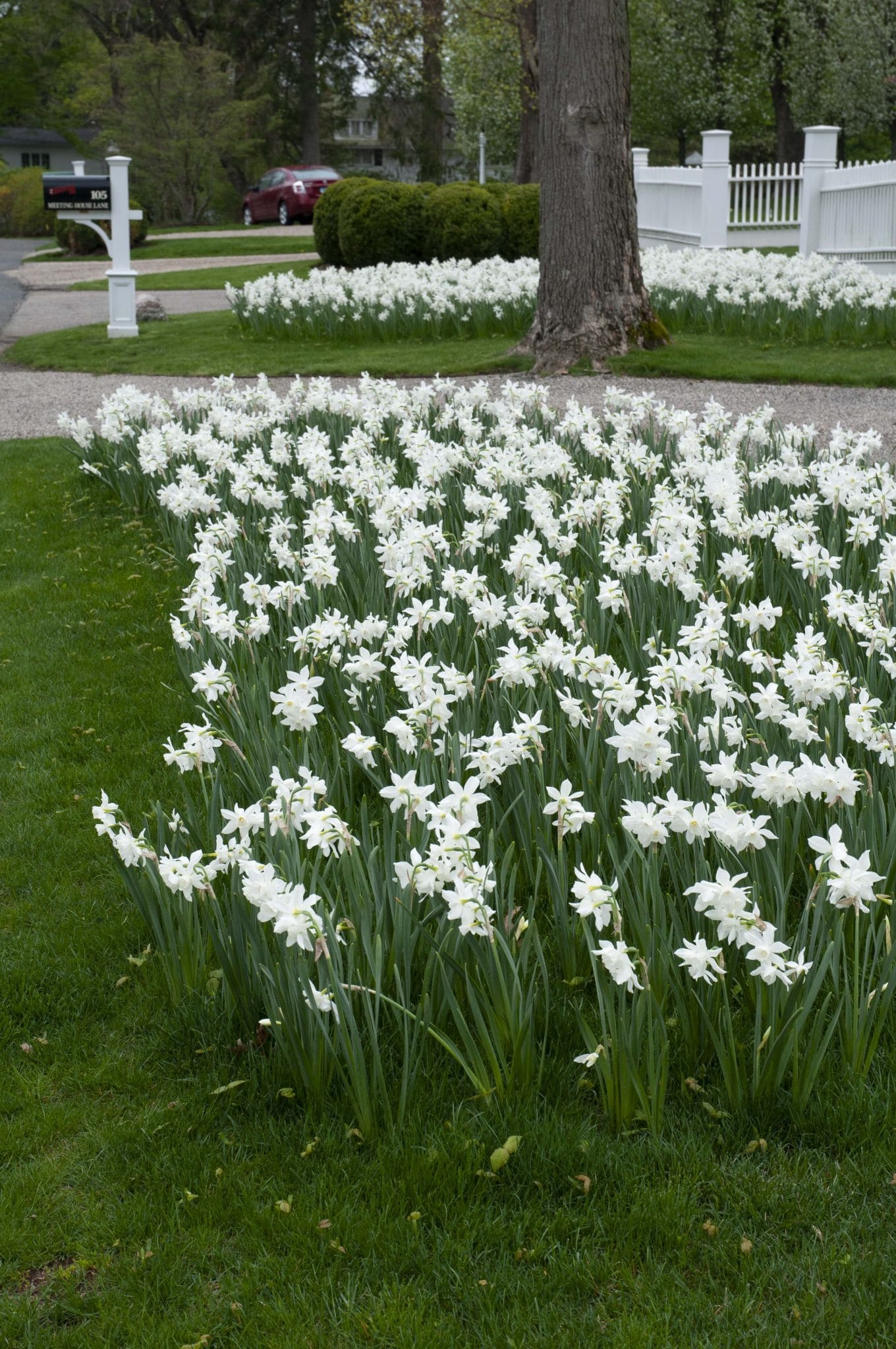 Thalia daffodils