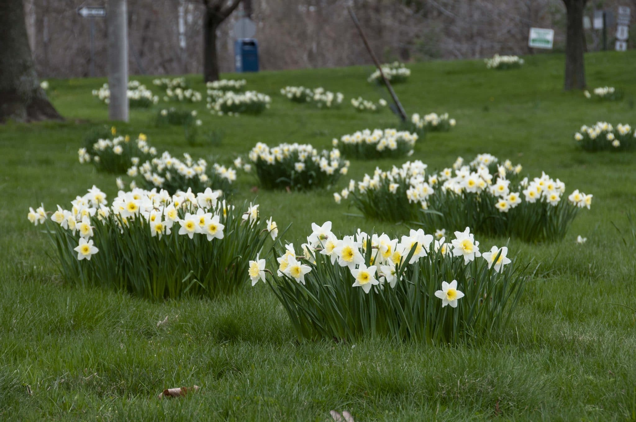 Ice Follies daffodils