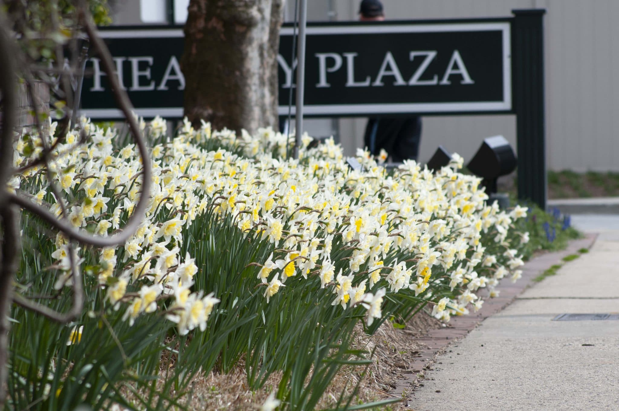 Ice Follies daffodils