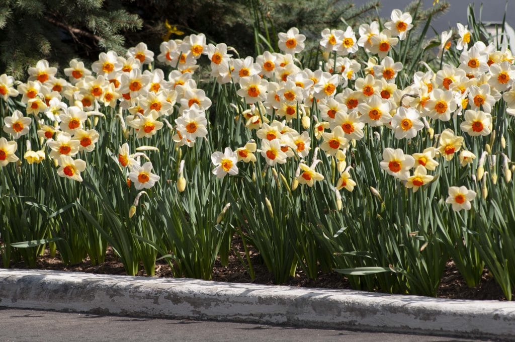 A roadside planting of white daffodils with small orange cups, Daffodil Barrett Browning from Colorblends.