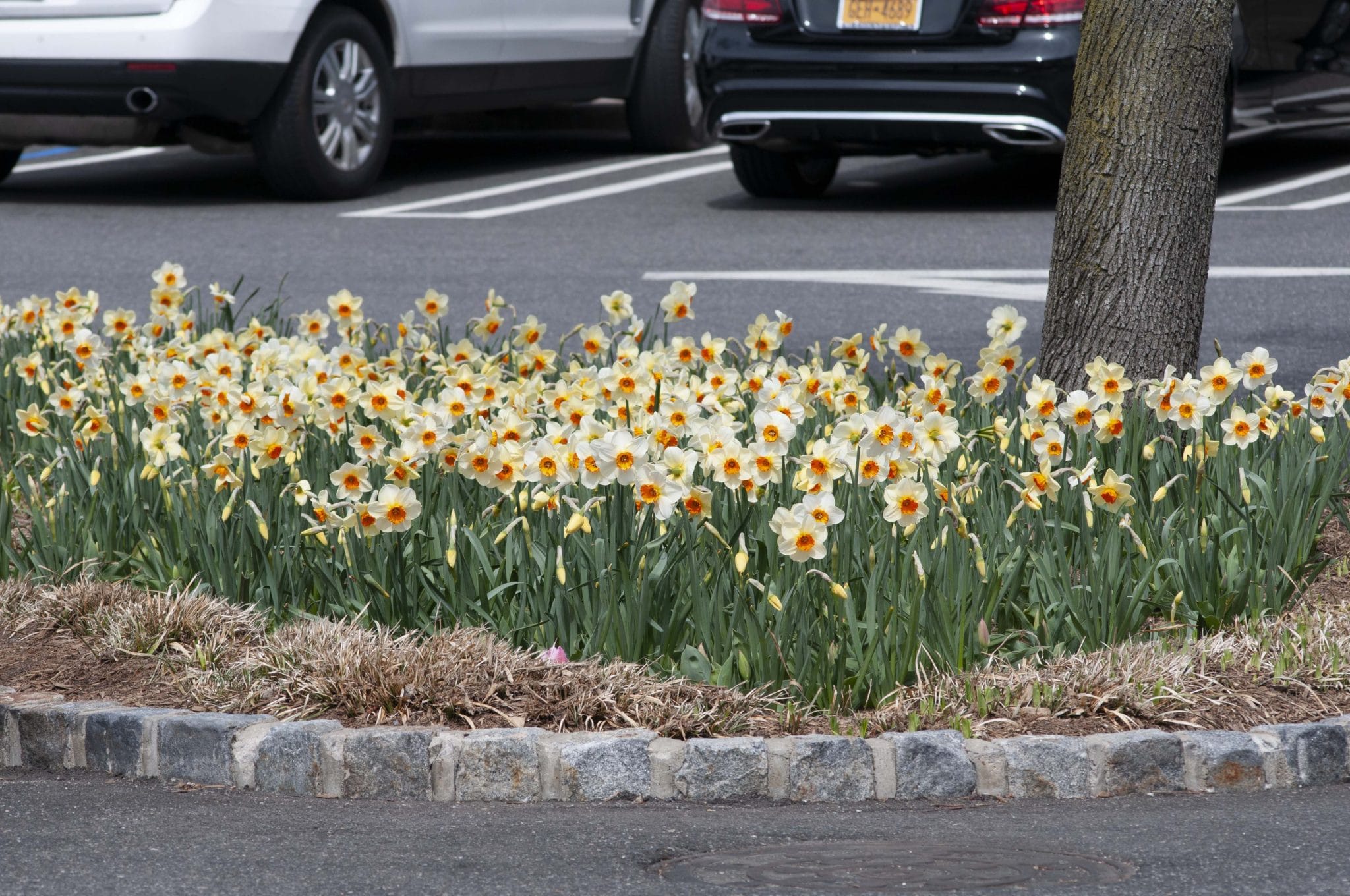 Barrett Browning daffodils