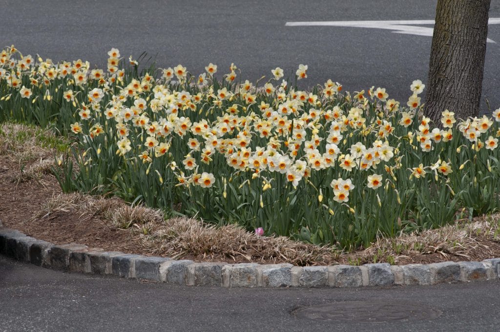 A roadside planting of white daffodils with small orange cups, Daffodil Barrett Browning from Colorblends.