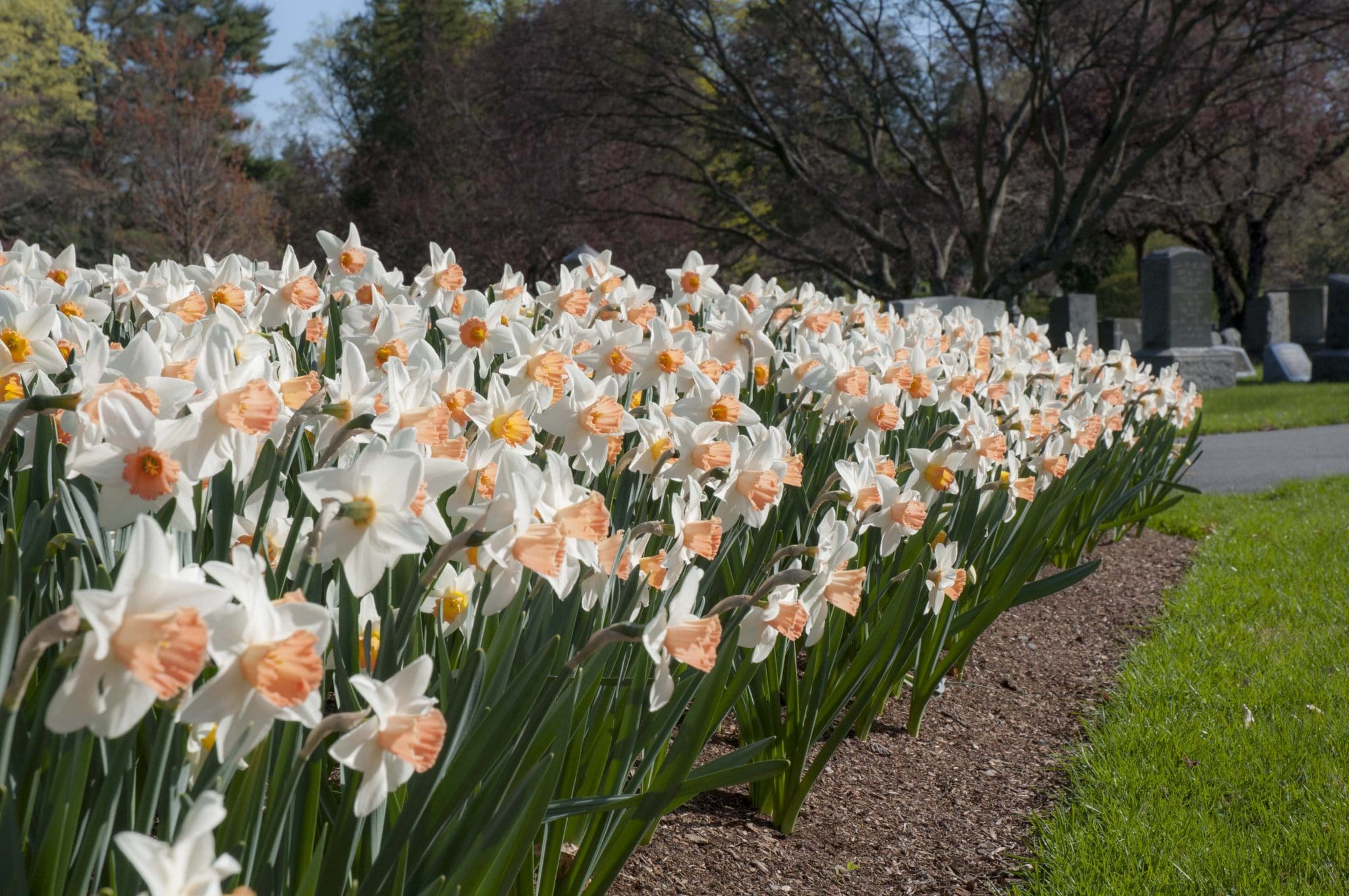 Accent daffodils