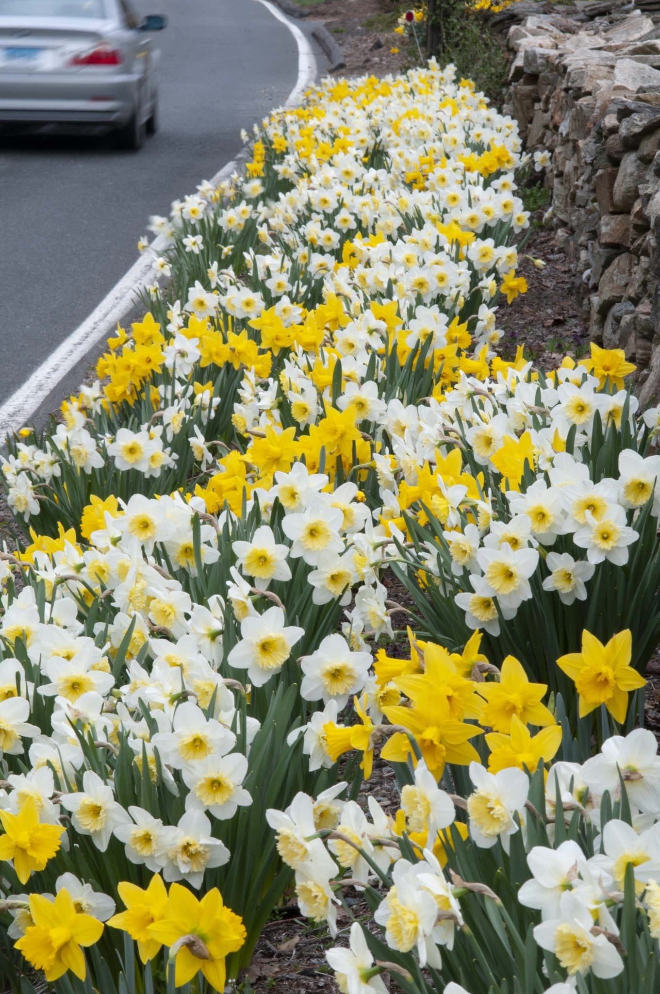 The Gold Shoulder daffodil blend