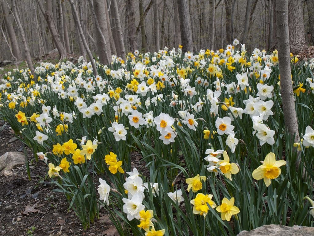 Spring Loaded daffodil blend