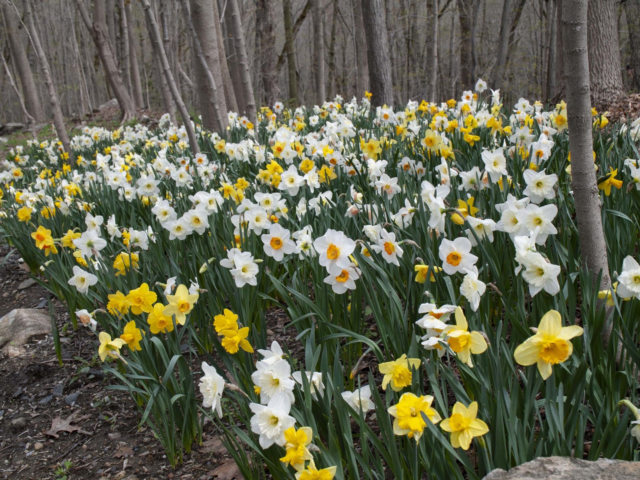 Spring Loaded daffodil blend