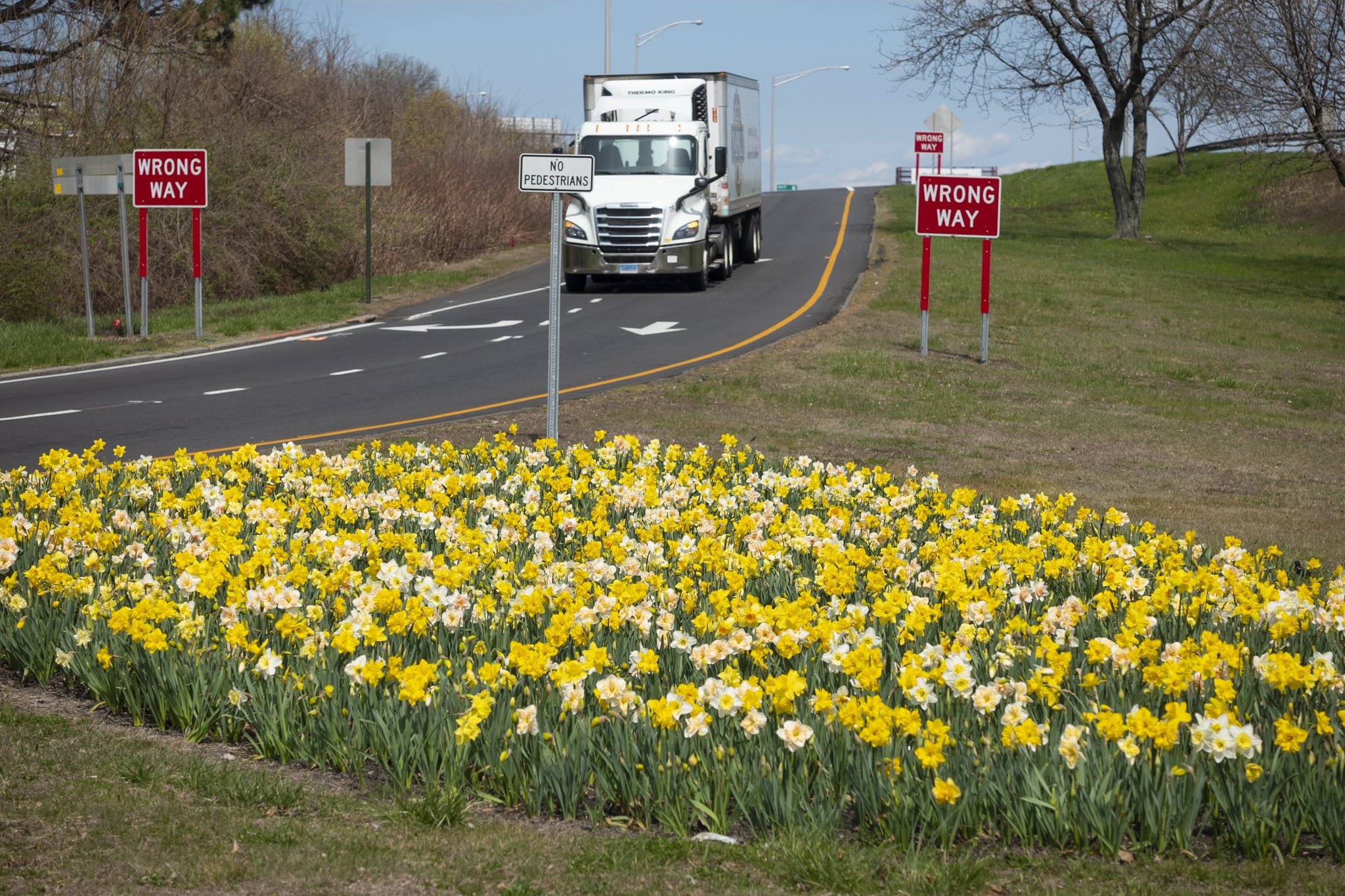 The Top 40 daffodil blend