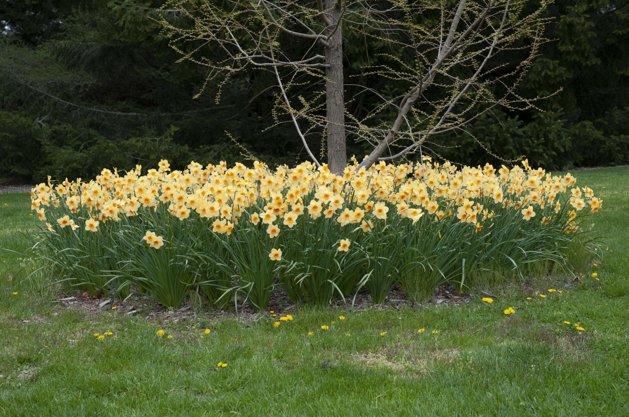 Kedron daffodils