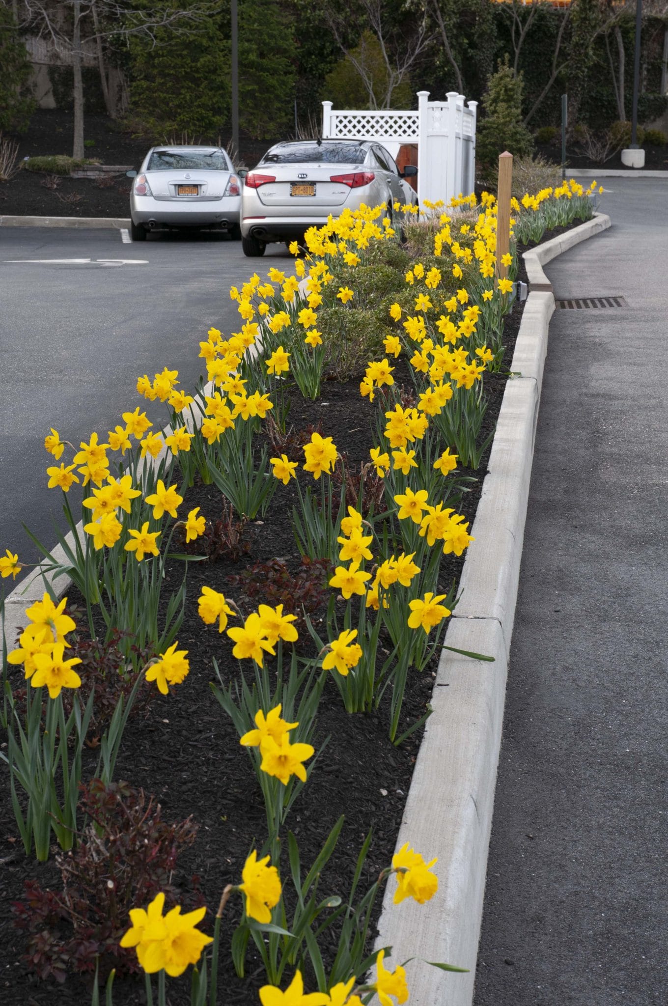 Golden Harvest daffodils