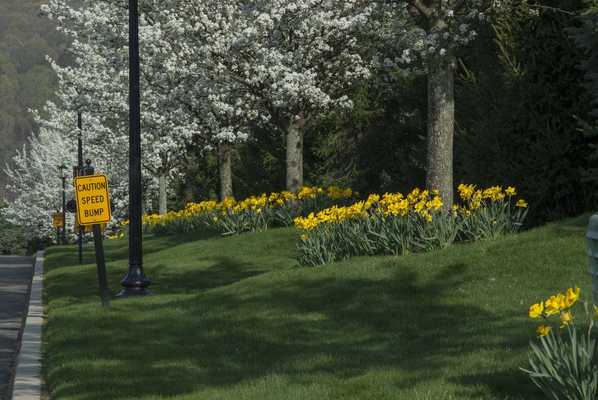 Gigantic Star daffodils