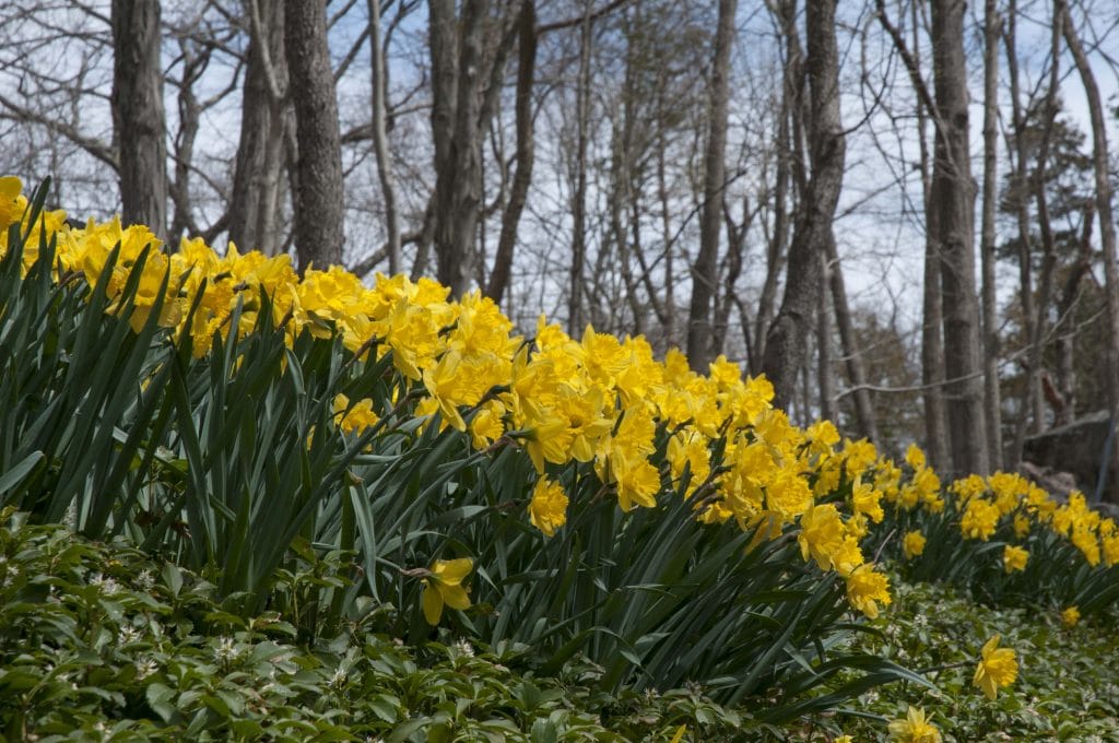 Daffodil Gigantic Star in pachysandra