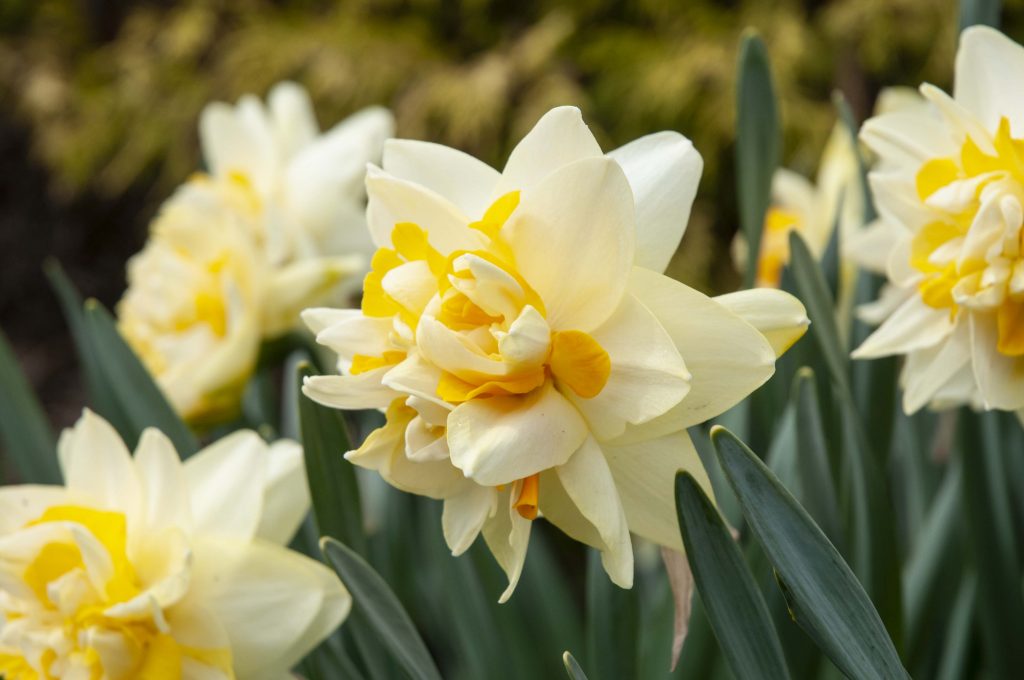 Peach Cobbler Daffodil Bulbs | Wholesale Pricing | Colorblends®