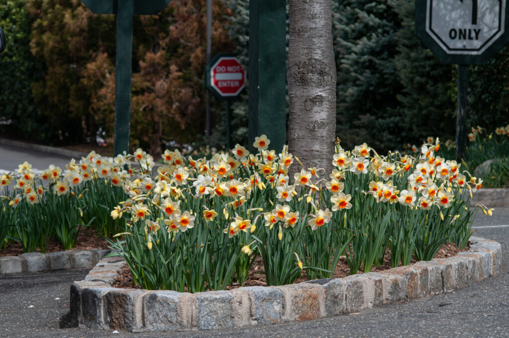 Barrett Browning LS planted in a parking lot bed around a tree