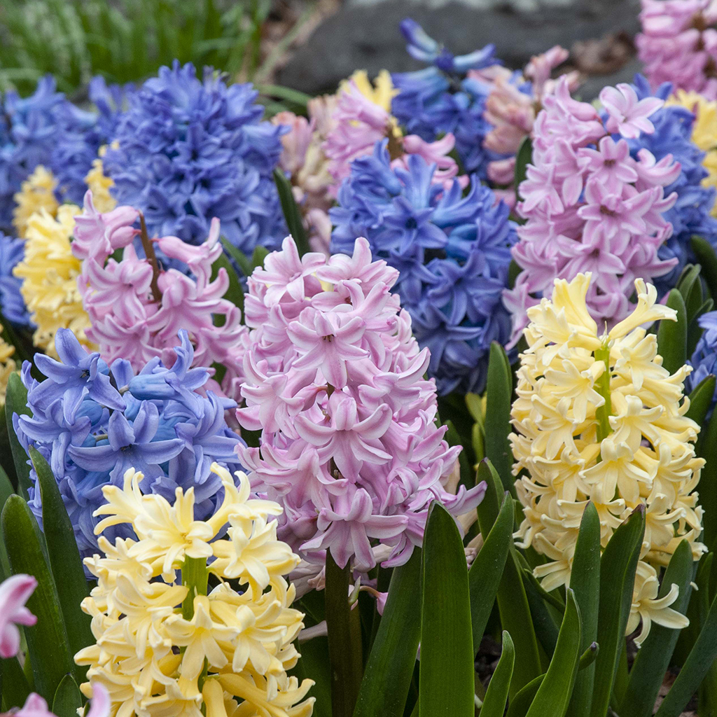 Hyacinth Scentsimilla Bulbs Colorblends