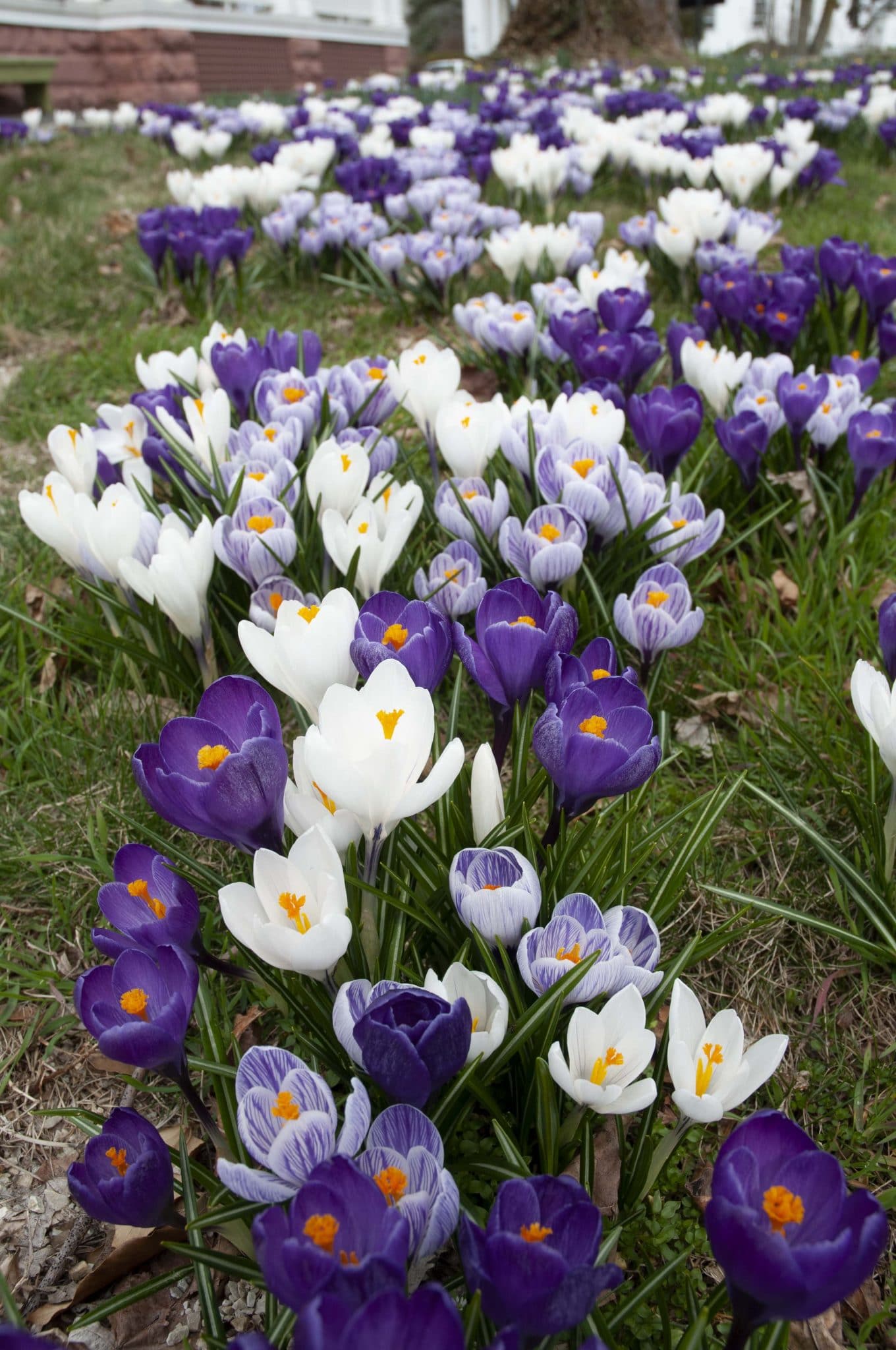 Hokus Crocus crocus blend