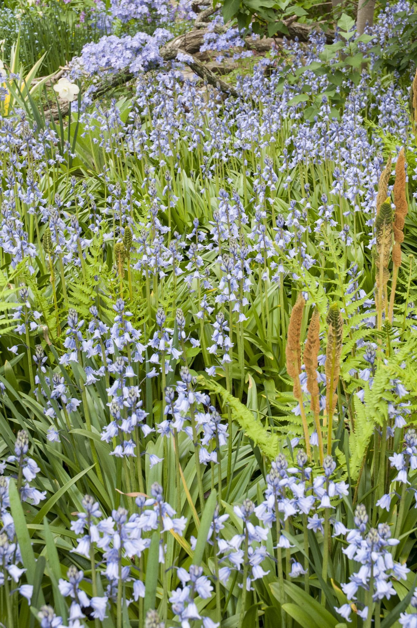 Spanish bluebells