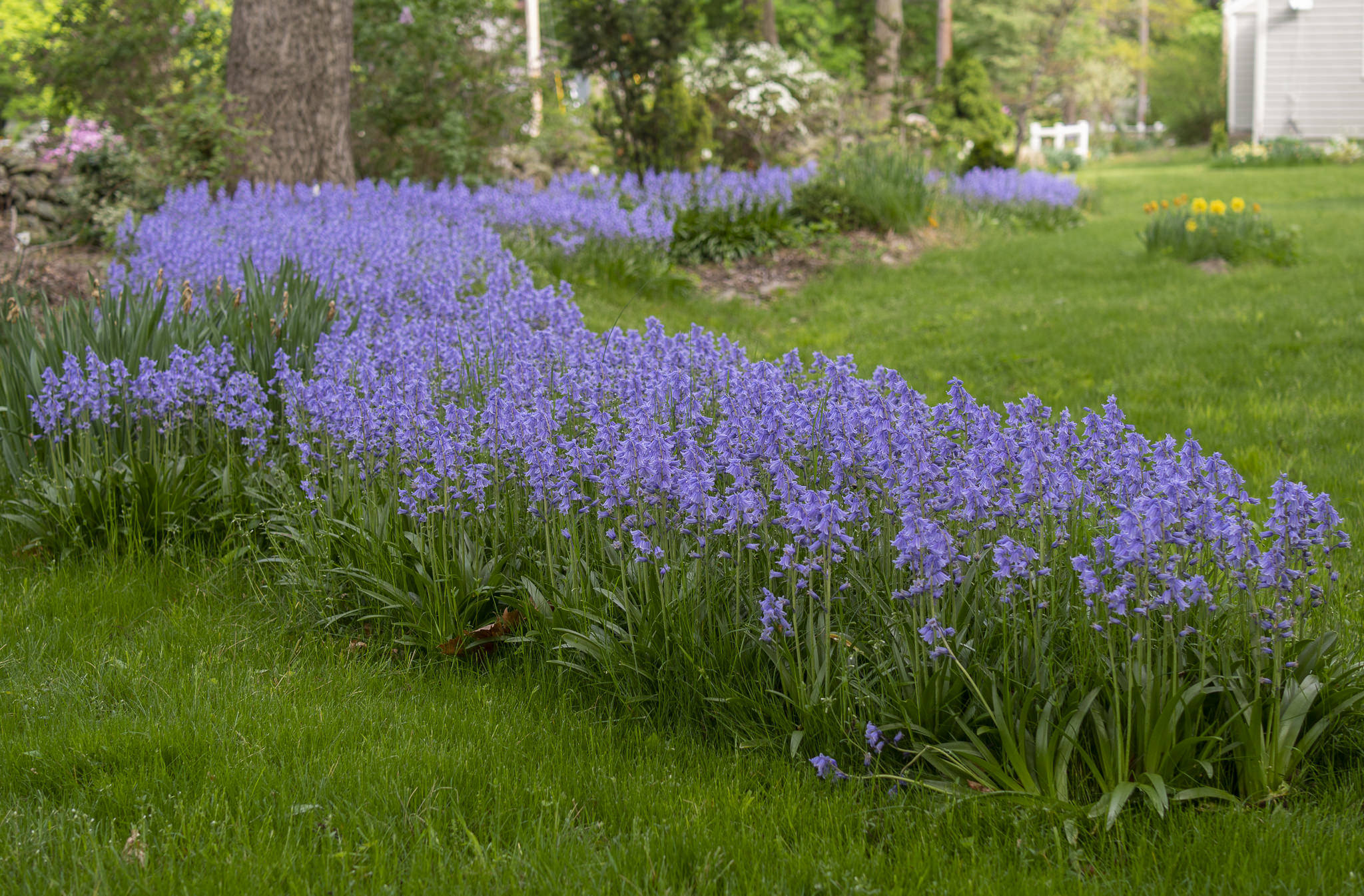 Spanish bluebells