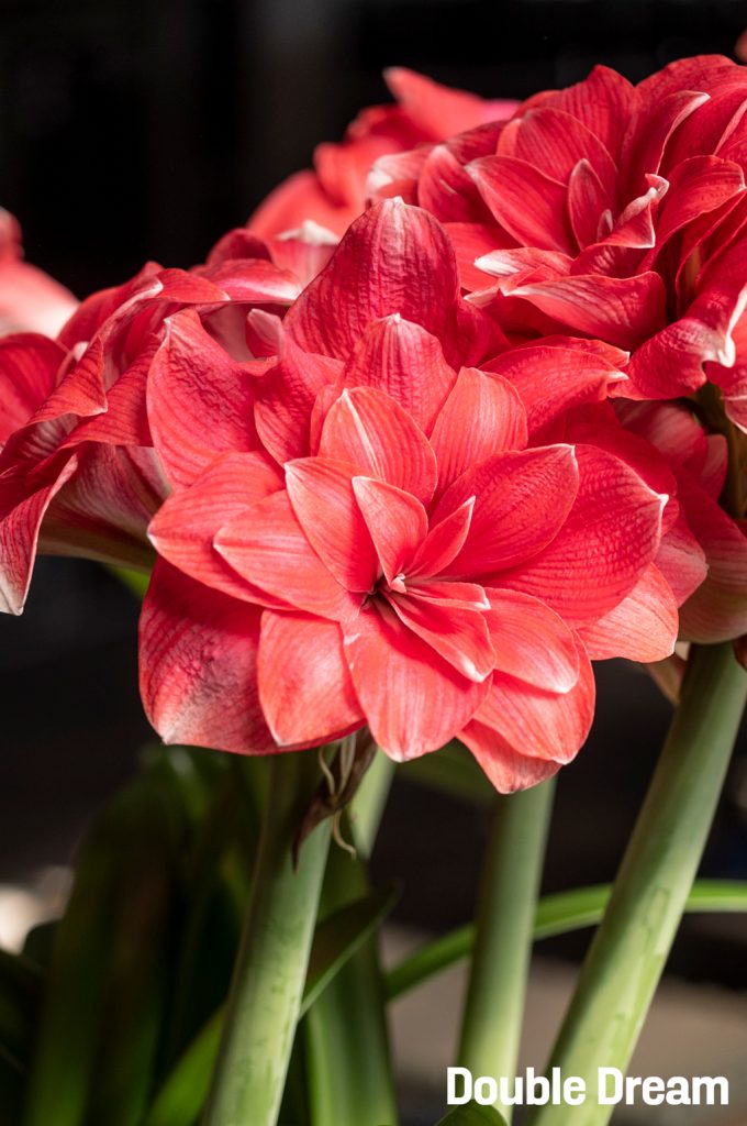 Double Shine, Hippeastrum